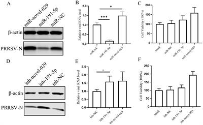 miR-191-5p suppresses PRRSV replication by targeting porcine EGFR to enhance interferon signaling